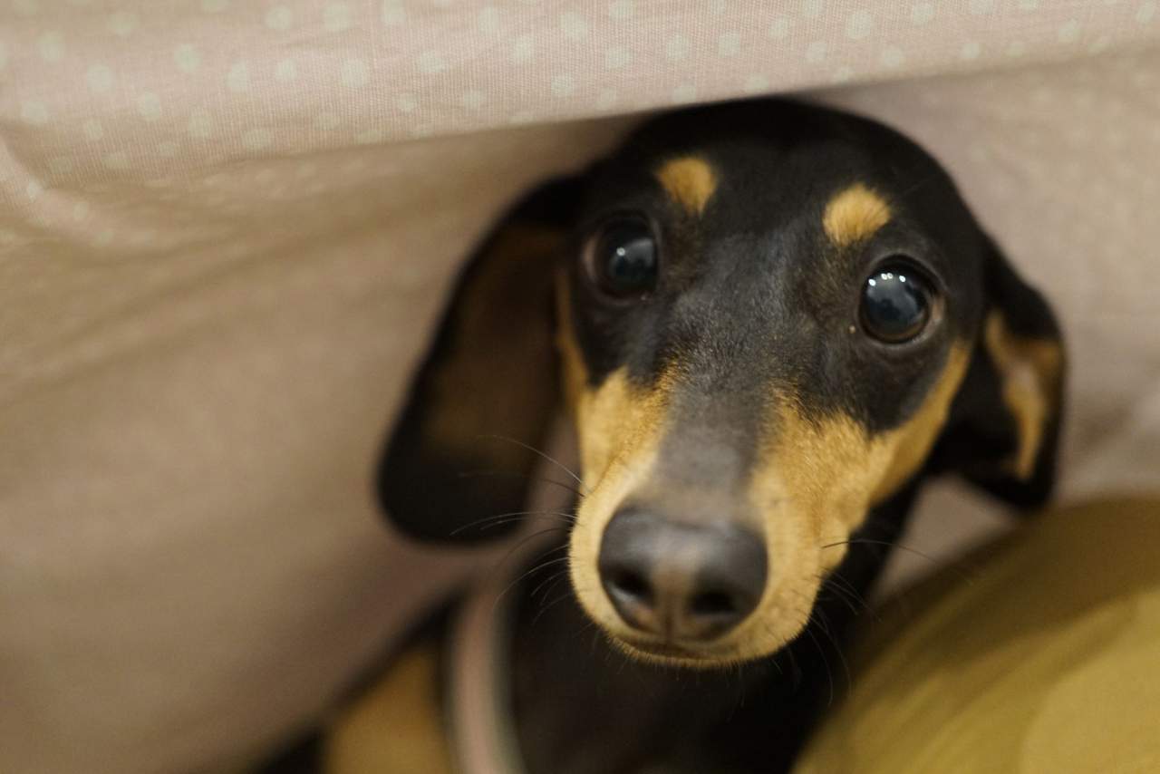 Cuando empezar a adiestrar un cachorro: Tu Adiestrador Online