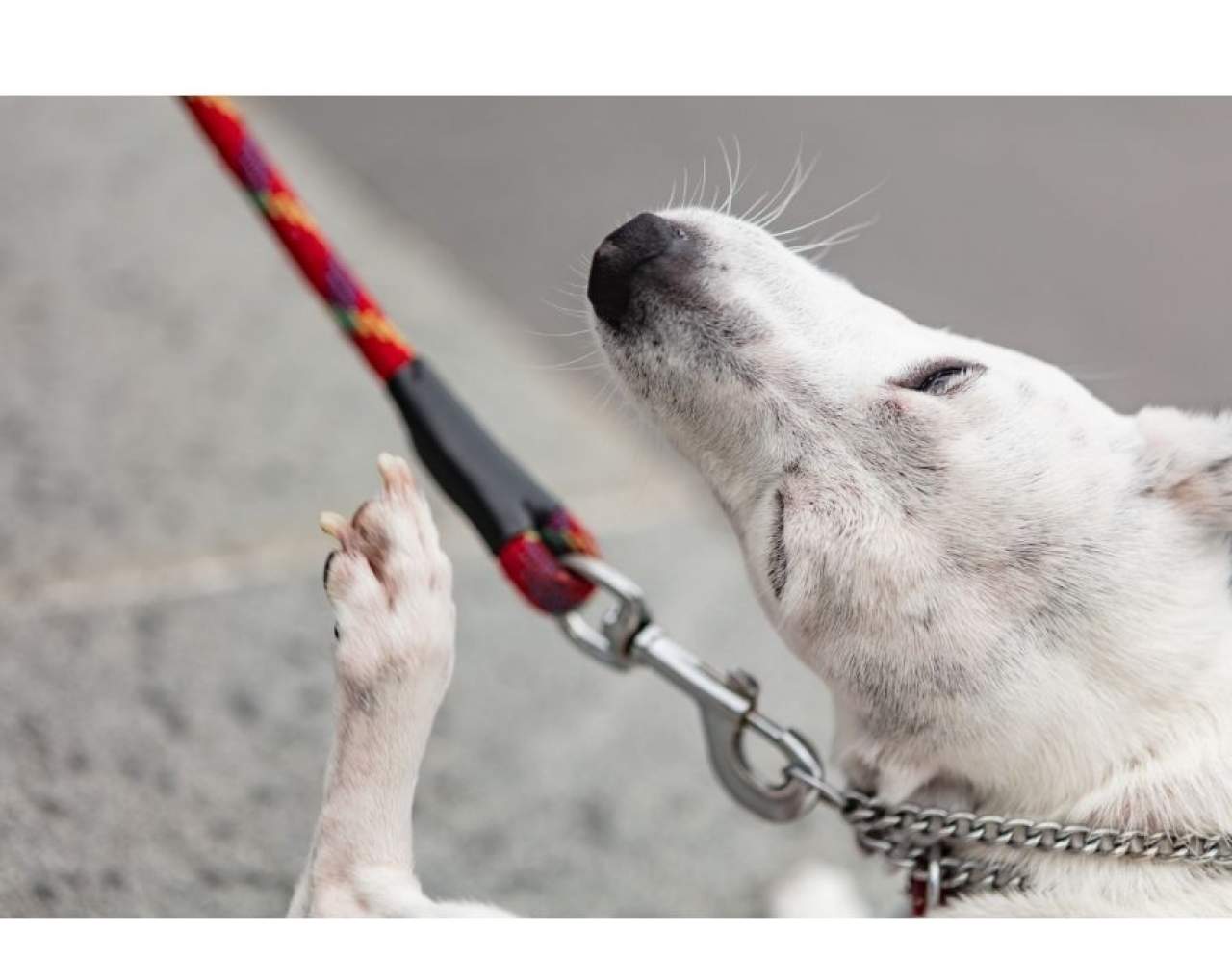 ¿Cuál es el mejor antiparasitario escoger para mi perro?