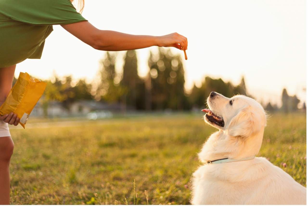 Tu Adiestrador Online puedes adiestrar a un perro online