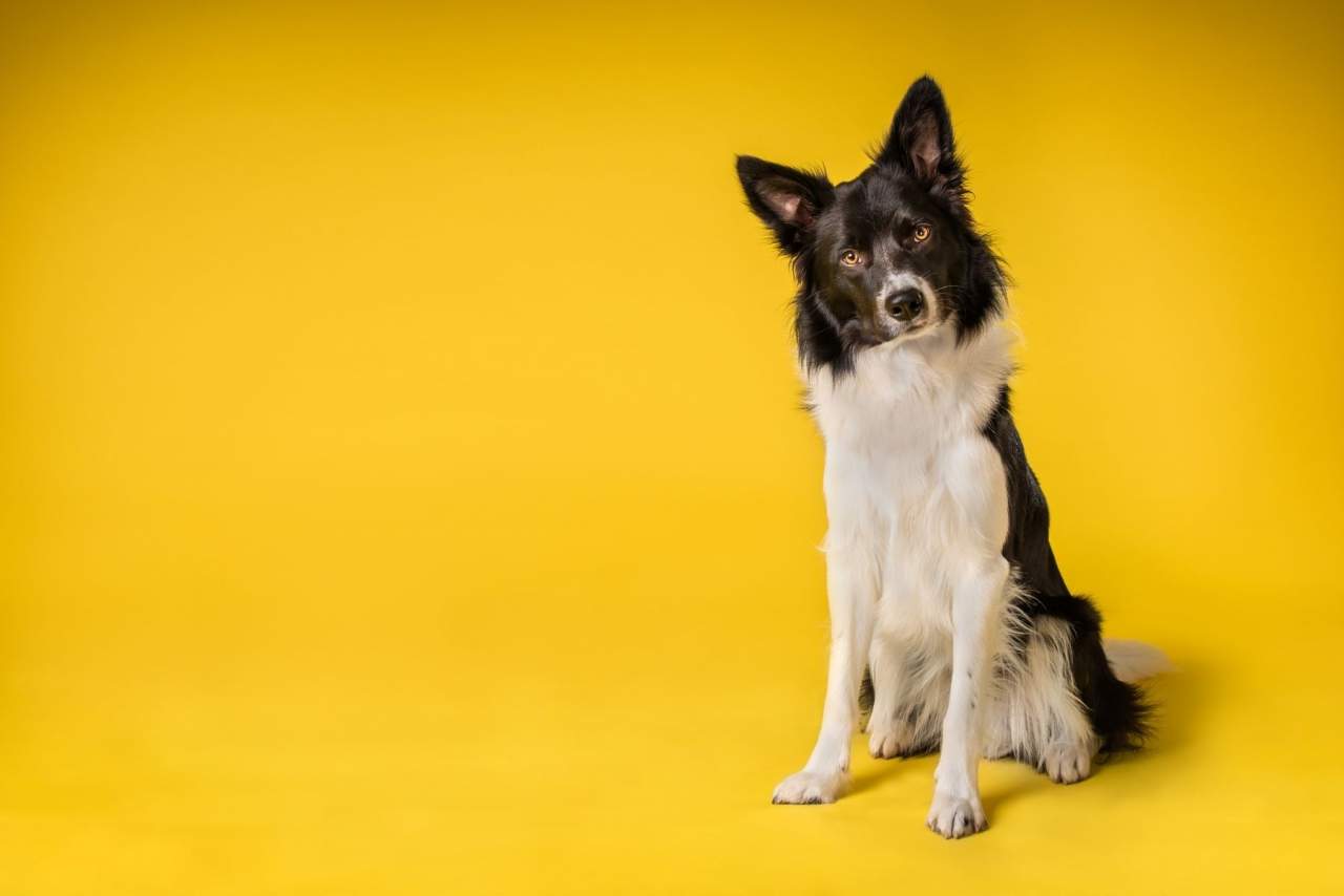 Clínica El Estrecho: Tratamiento innovador ozonoterapia para animales en Algeciras