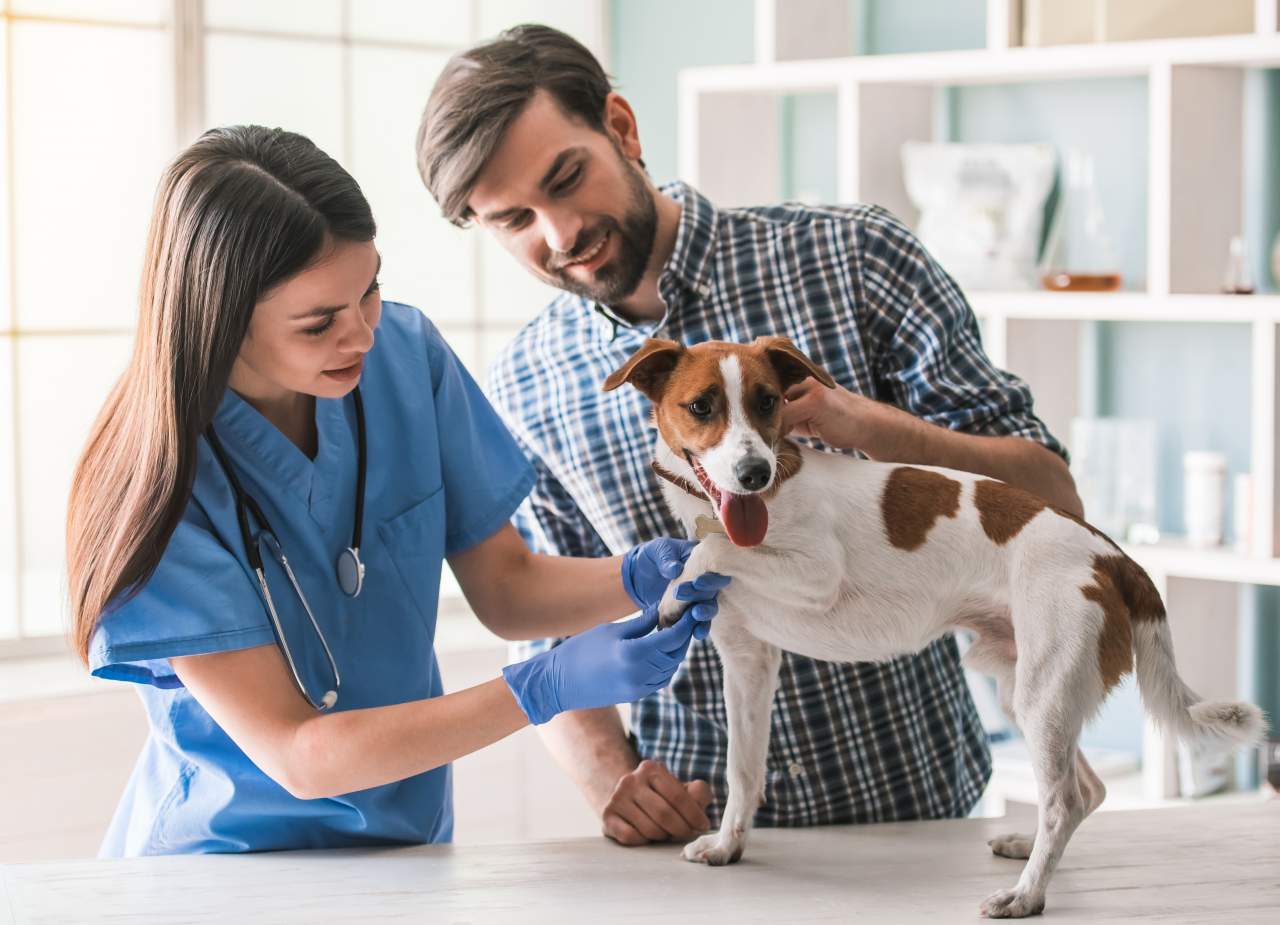 Un software veterinario creado por PetClinic ayuda a la reducción del uso de papel