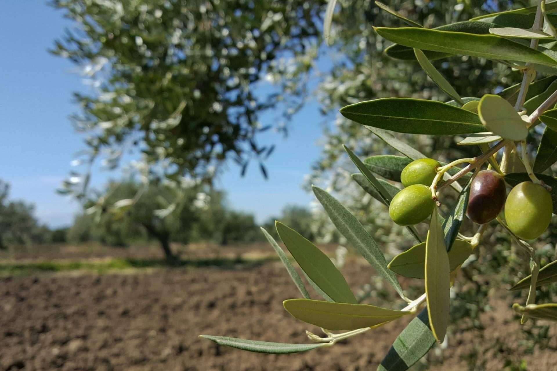 Cuidado del rostro y medioambiente: el compromiso de ILOS Natural Luxury Cosmetics