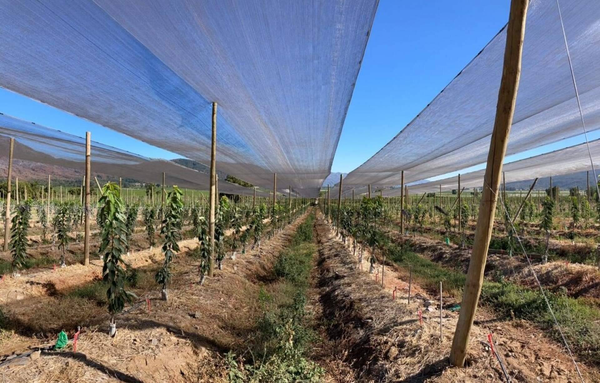 Malla termodifusora con partículas de aluminio: mejorar la calidad del cultivo gracias a los servicios de la empresa AGRALIA