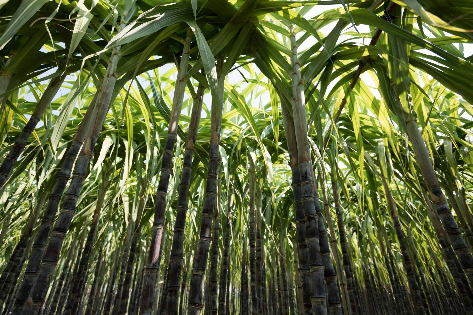 CAÑAPACK, la revolución del packaging sostenible respetuoso con el medioambiente