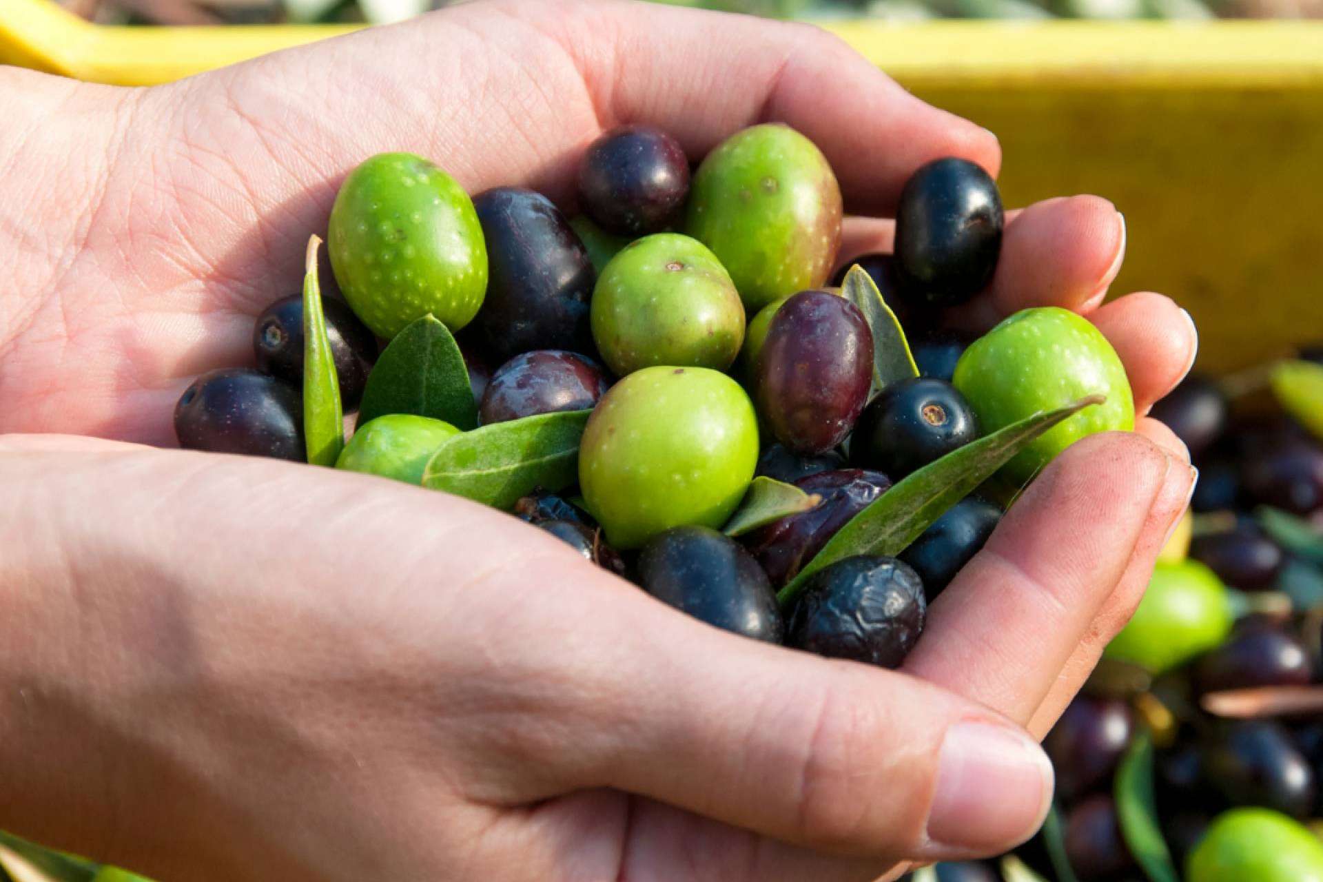 El aceite de oliva virgen extra de Olipaterna ¿Cuáles son sus beneficios?