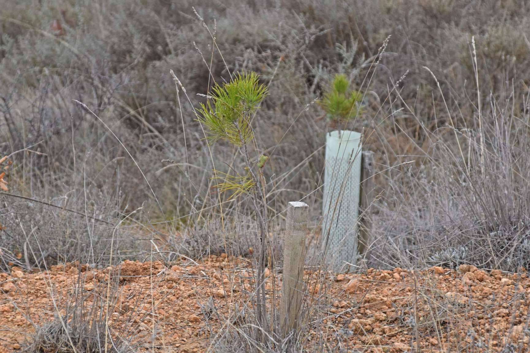 Sostenibilidad y solidaridad unidas por la campaña '1 árbol por Ucrania'