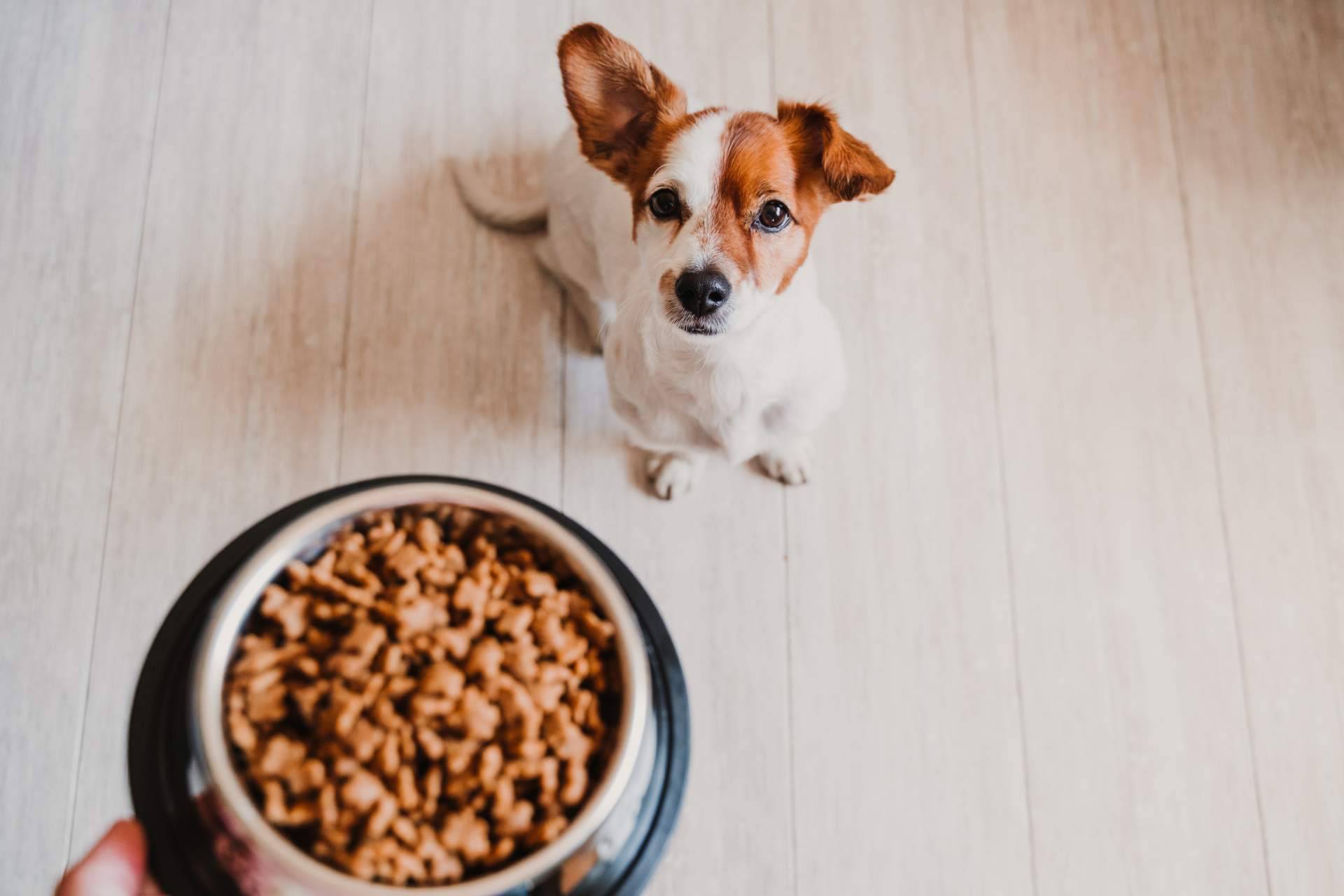 ¿Dónde encontrar alimentación y snacks de origen natural para mascotas?, por Pelu2paradise