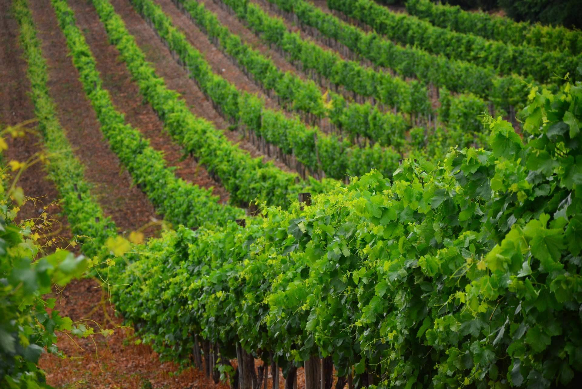 Vino Pedro Ximénez ecológico, la elaboración única en el sector vinícola de Bodegas Robles
