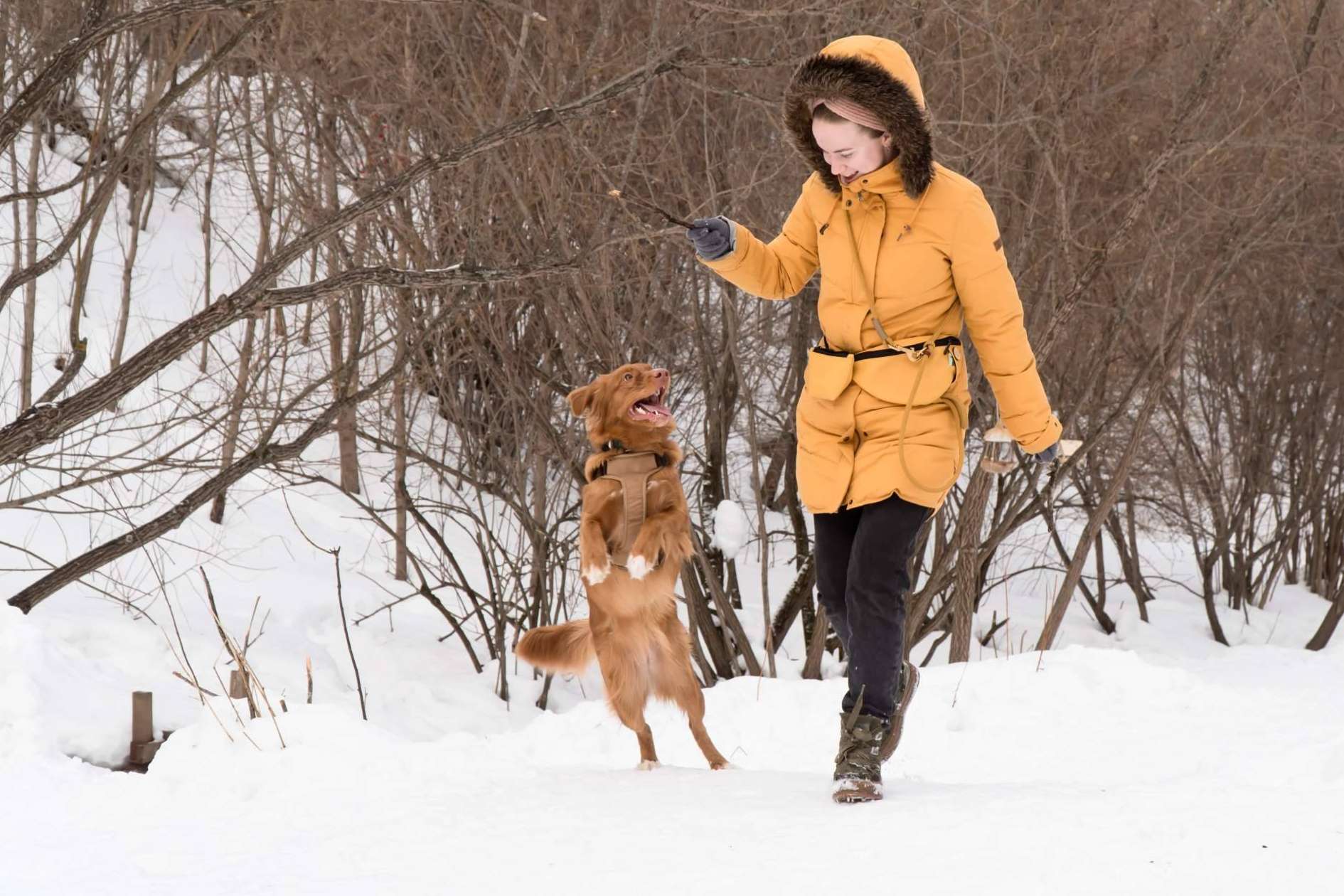 Cuáles son los cuidados necesarios de los perros de cara al invierno, por LovePets